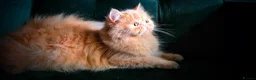 Persian cats for sale: Seeking a Quiet Forever Home: Beautiful Persian - Advert 1
