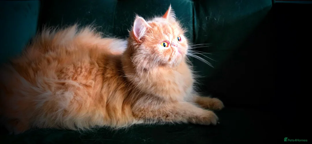 Persian cats for sale: Seeking a Quiet Forever Home: Beautiful Persian - Advert 1