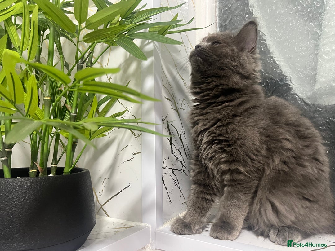 Ragdoll cats for sale: Ragdoll/Persian kittens - Image 5