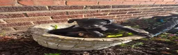 Mixed Breed dogs for sale: Luna Little Legs 6 months  - Advert 5