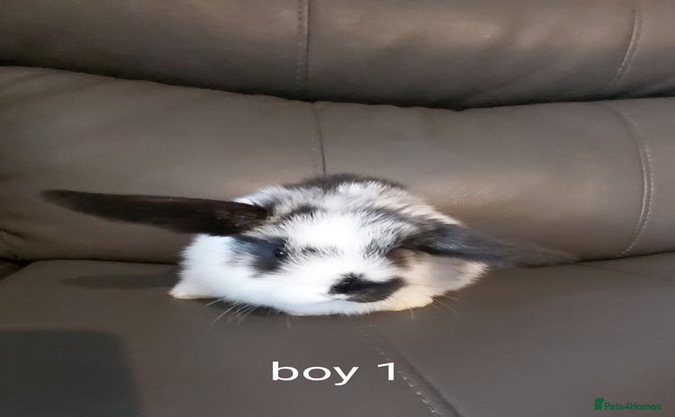 Mini Lop rabbits - Advert 15