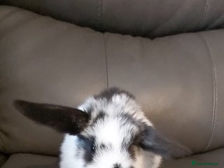 Mini Lop rabbits Pedigree mini lops - Advert 12