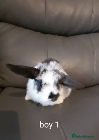 Mini Lop rabbits - Advert 17