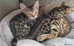 Bengal cats for sale: Stunning Rosetted Bengals, Champion bloodline in York - Image 1