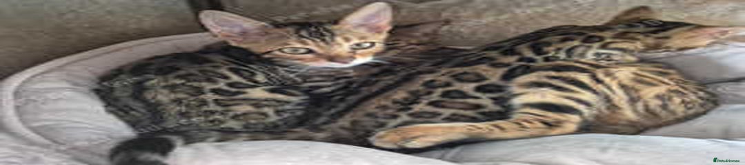 Brown Male 1 - Right