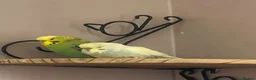Budgerigars birds for sale: Two male bonded budgies  - Advert 5