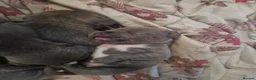 Staffordshire Bull Terrier dogs for sale: Stunning blue staffy pups - Advert 6