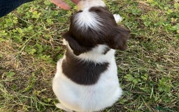 Sprocker dogs for sale: Sprocker puppys  - Image 7