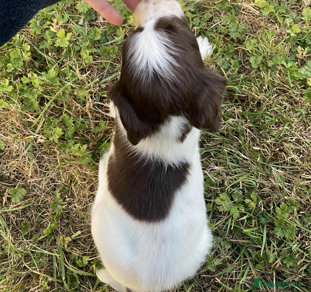 Sprocker dogs for sale: Sprocker puppys  - Image 7