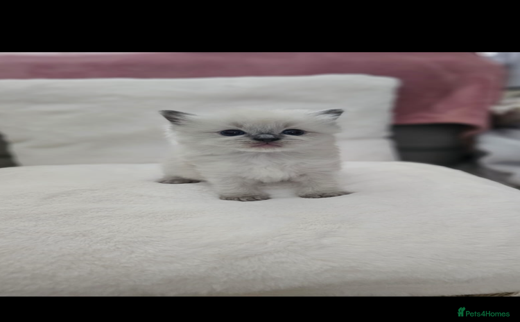 Ragdoll cats - Advert 7