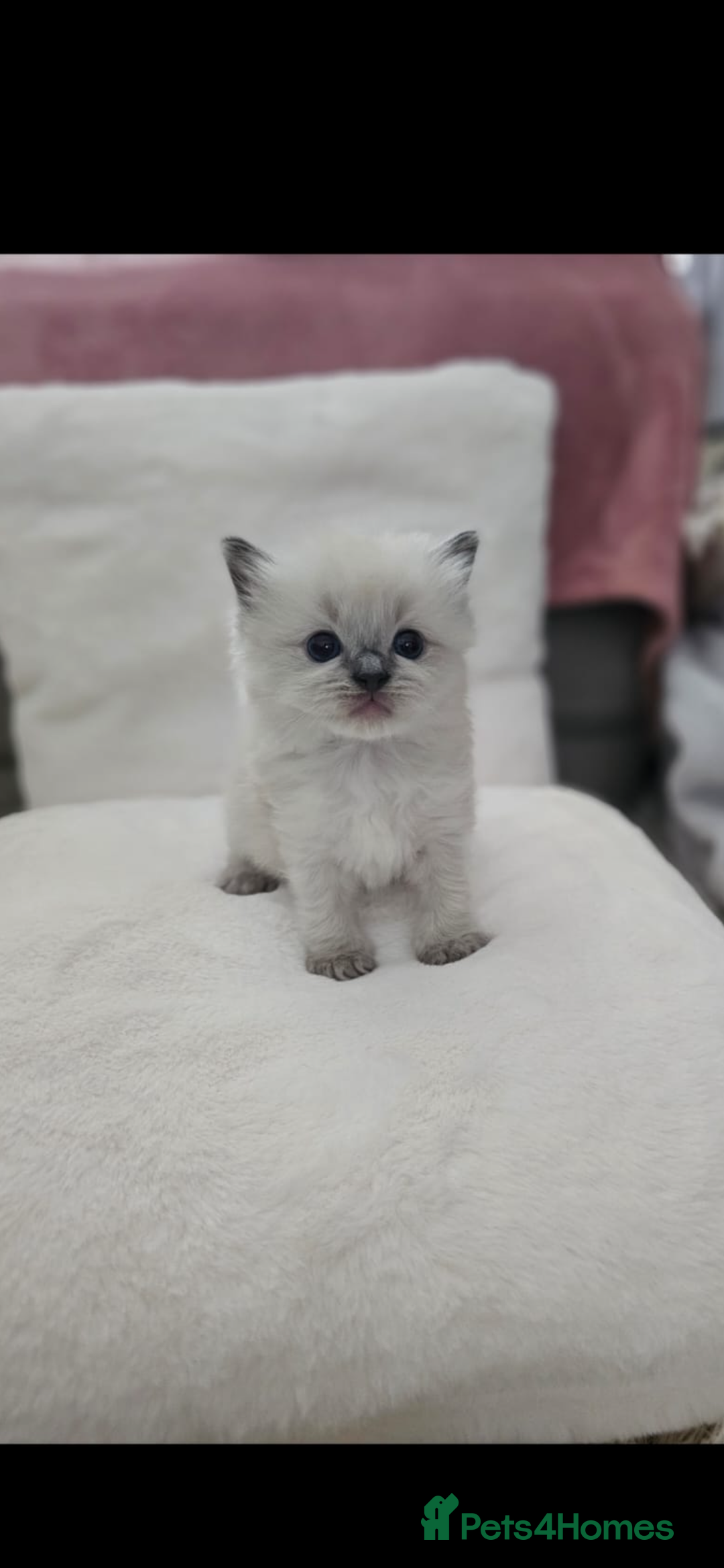 Ragdoll cats for sale: Ragdoll Kittens  - Image 1