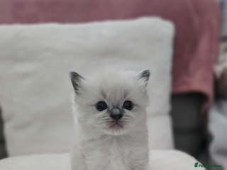 Ragdoll cats - Advert 10