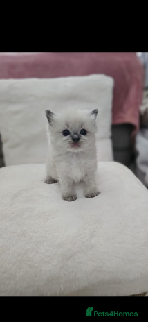 Ragdoll cats - Advert 7