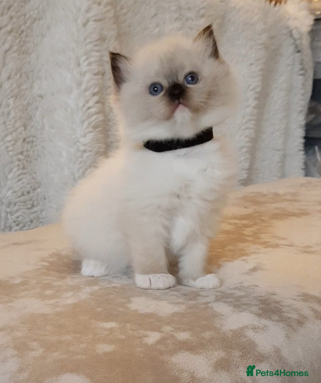Ragdoll cats for sale: Exceptional Bloodlines Ragdoll kittens  - Advert 7