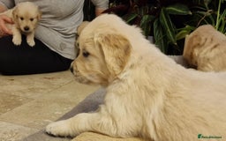 Golden Retriever dogs for sale: KC Reg Golden Retriever Puppies – Champion Lines  - Image 15