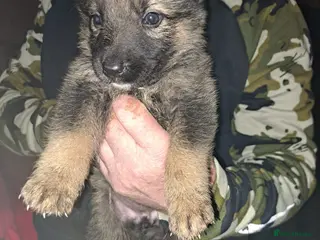 Mixed Breed dogs Alsatian saluki greyhound 1 left - Advert 4