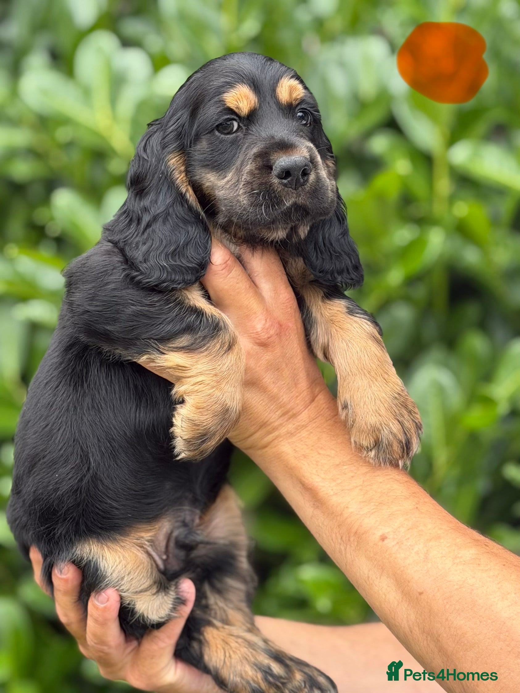 Cocker Spaniel dogs Beautiful show cocker spaniel  - Advert 2