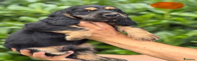 Cocker Spaniel 1