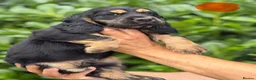 Cocker Spaniel dogs for sale: Beautiful show cocker spaniel  - Advert 2
