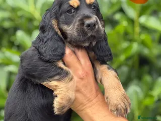 Cocker Spaniel dogs Beautiful show cocker spaniel - Advert 2