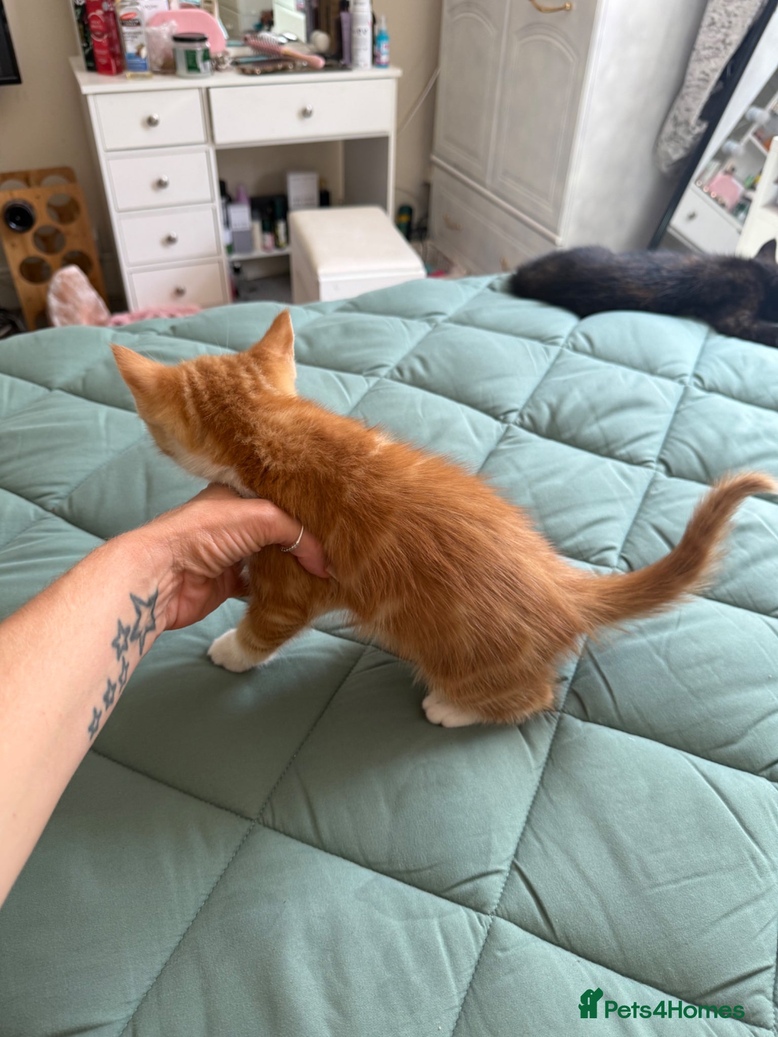 Mixed Breed cats for sale: Kittens for sale READY NOW in Brandon - Advert 16