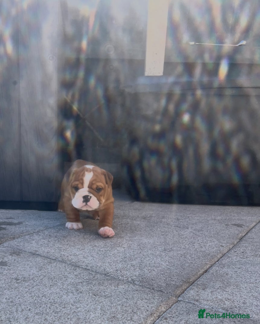 English Bulldog dogs 5 standard bulldogs silver health tested parents  - Advert 2