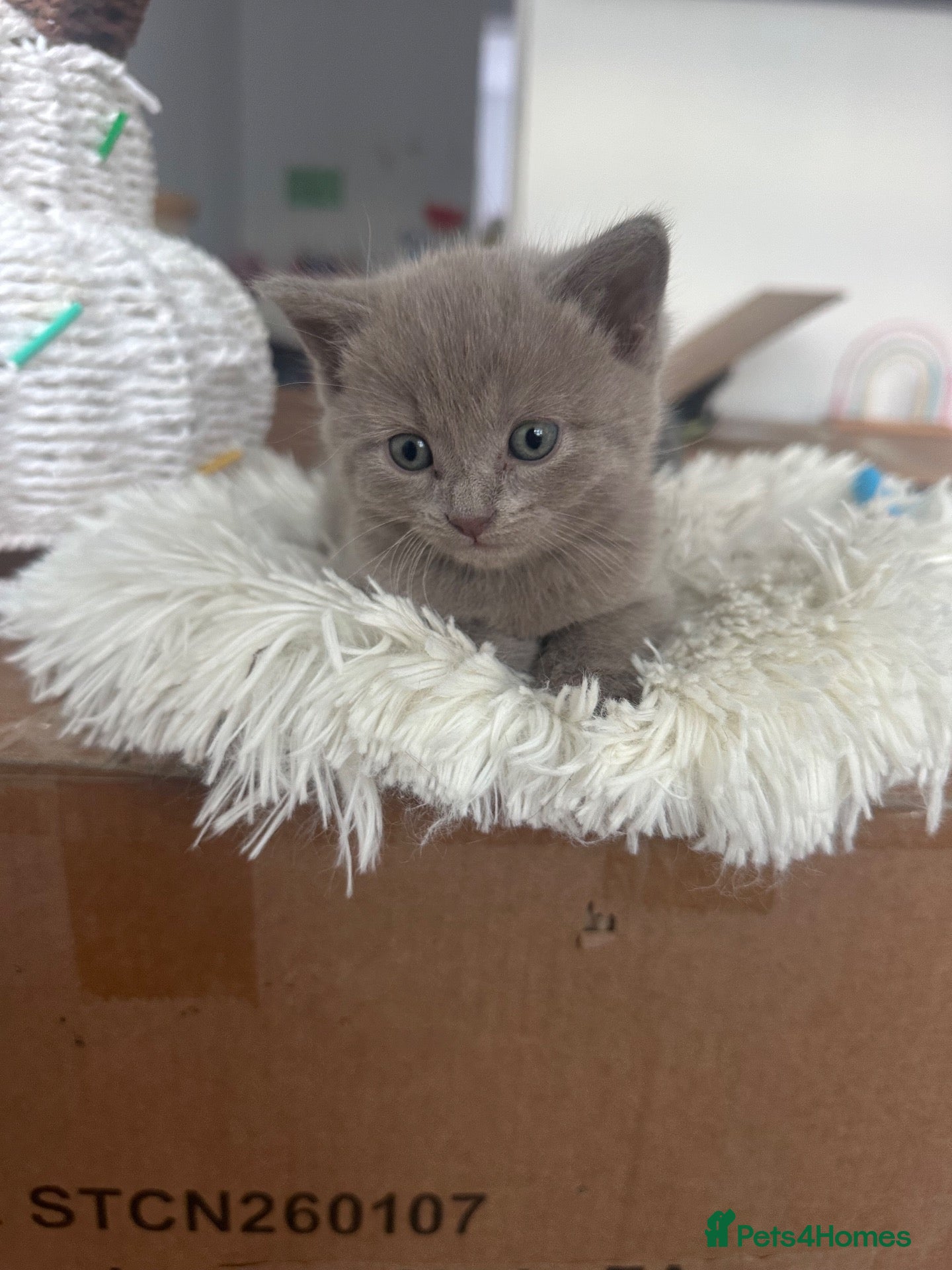 British Shorthair cats ONE LILAC BOY LEFT British blue Kitten  - Advert 5
