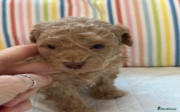 Toy Poodle dogs for sale: Tiny toy poodle boys  - Advert 28