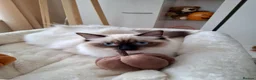 Ragdoll cats for sale: ACTIVE PUREBRED TICA BREEDING RAGDOLL FEMALE - Advert 4