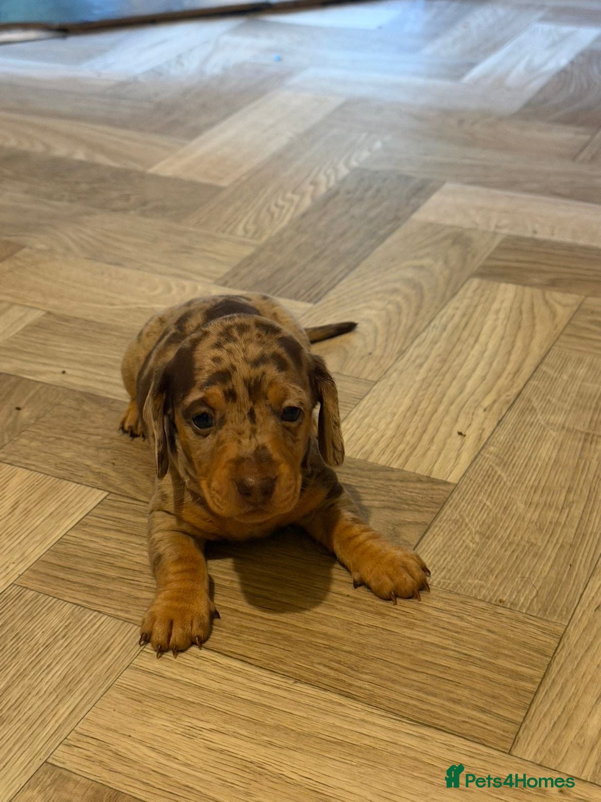 Dachshund Puppy 4