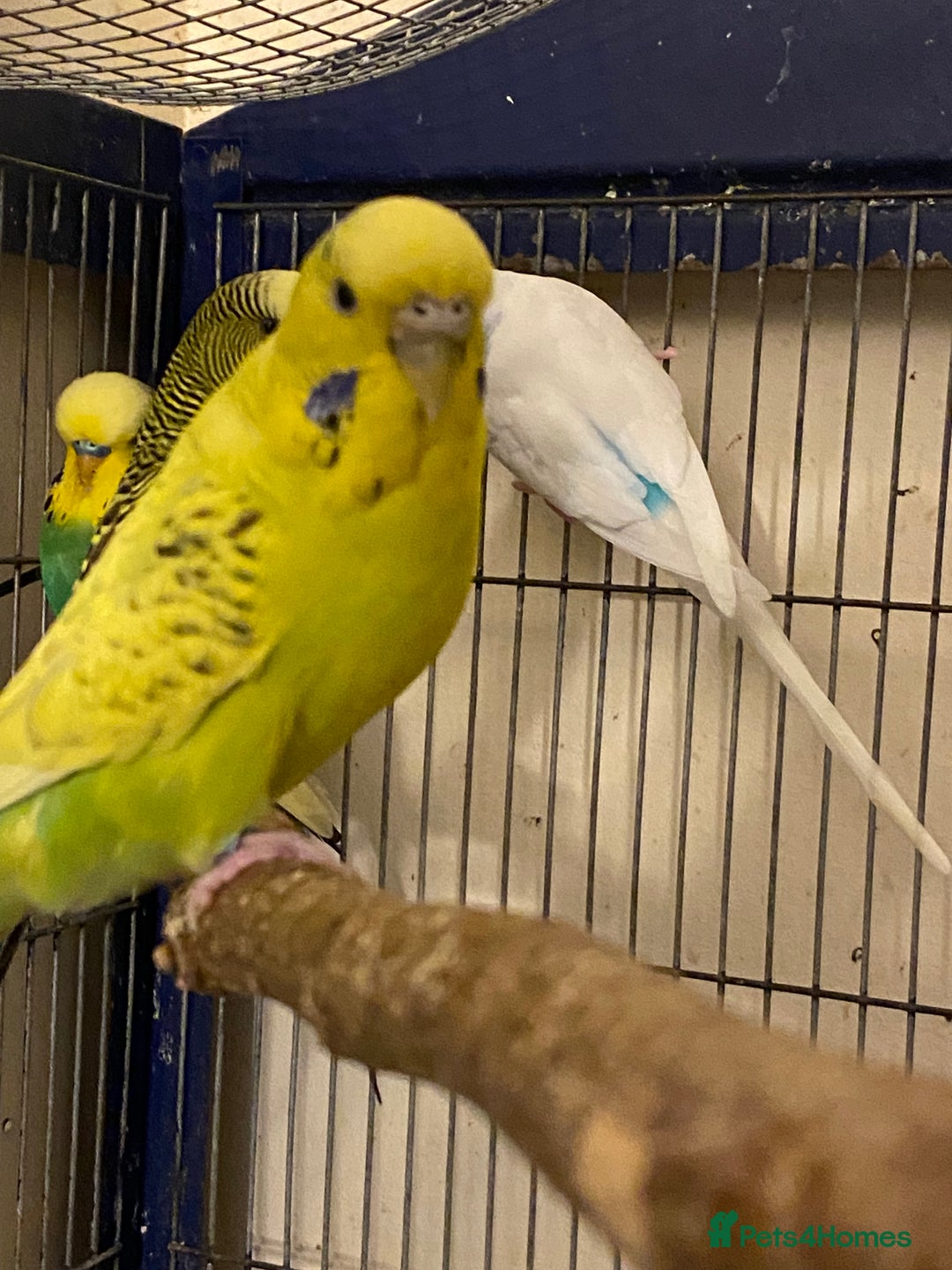 Budgerigars birds for sale: Reserved 4 Budgies searching for new homes  - Image 10