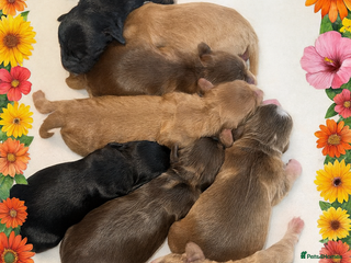 Cockapoo dogs ❤️ DNA Tested F1 cockapoo puppies Read 5th Feb - Advert 3