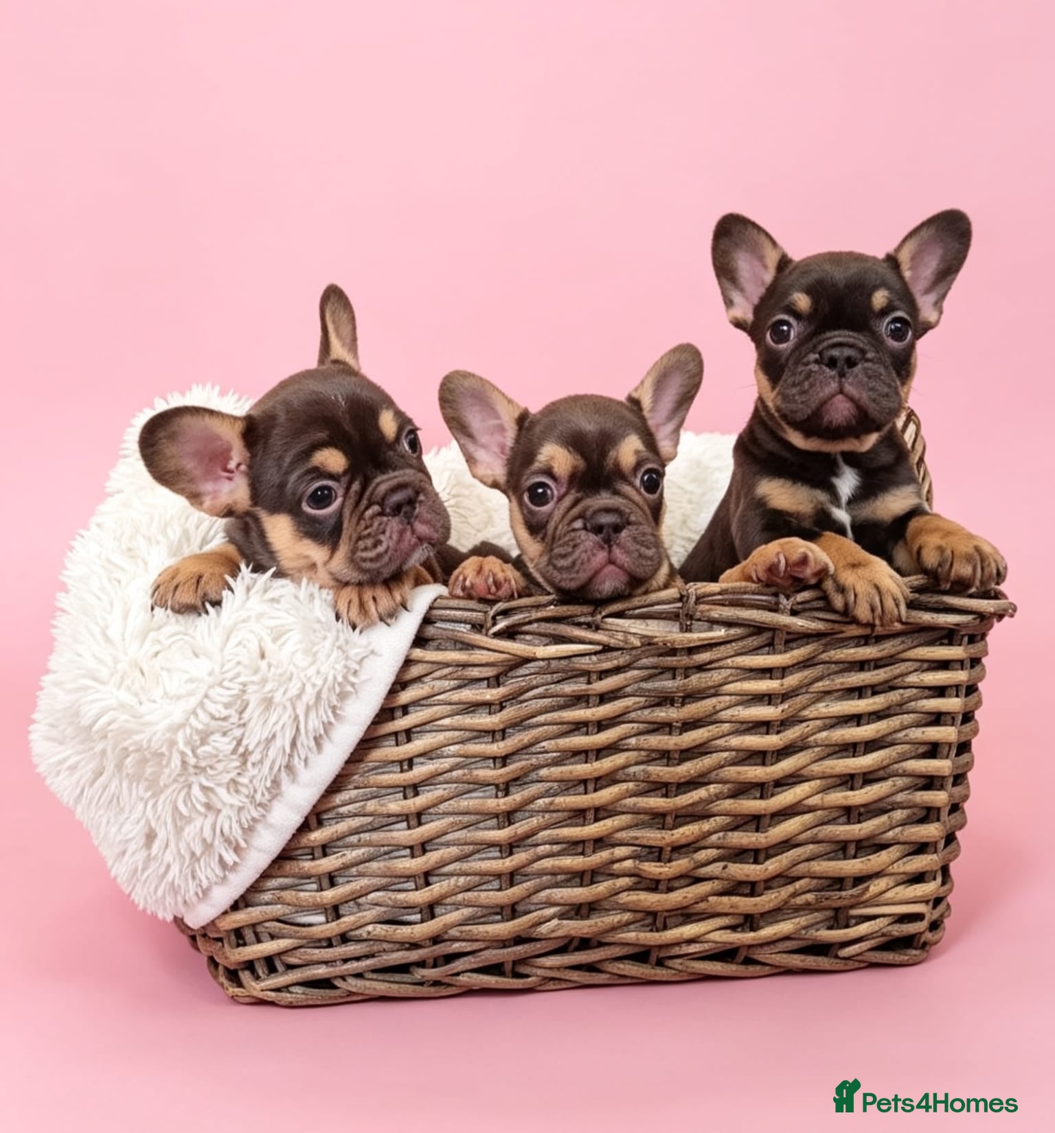 French Bulldog dogs ⭐️⭐️⭐️⭐️⭐️Coco&Nero⭐️⭐️⭐️⭐️⭐️ - Advert 2