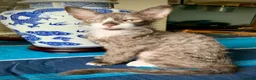 LaPerm cats for sale: Cuddly, curly-coated LaPerm kittens. - Advert 21