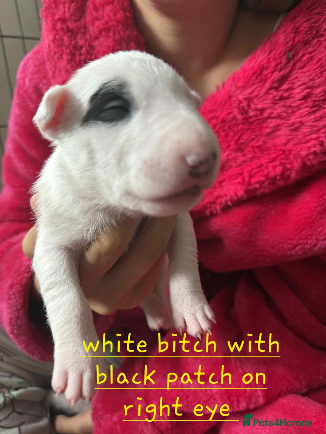 English Bull Terrier dogs for sale:  Kc  registered English bull terrier puppies   - Image 9