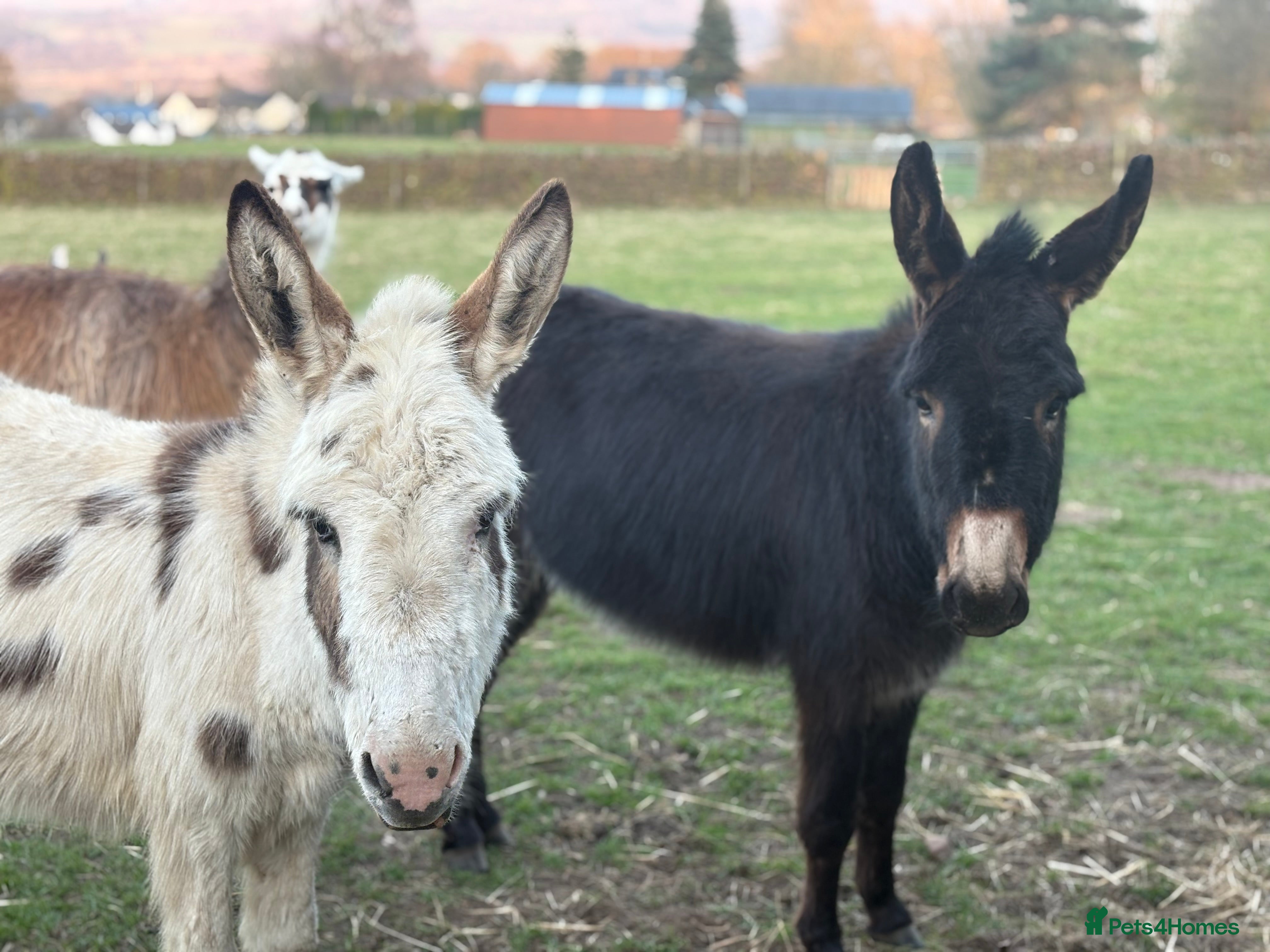 Donkey livestock 2 Jenny donkeys for sale. Must go together  - Advert 5
