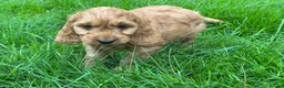 Cockapoo dogs for sale: FLUFFY F1 COCKAPOO PUPPIES HEALTH TESTED PARENTS - Advert 7