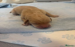 Labrador Retriever dogs for sale:  Labrador puppies - Image 12