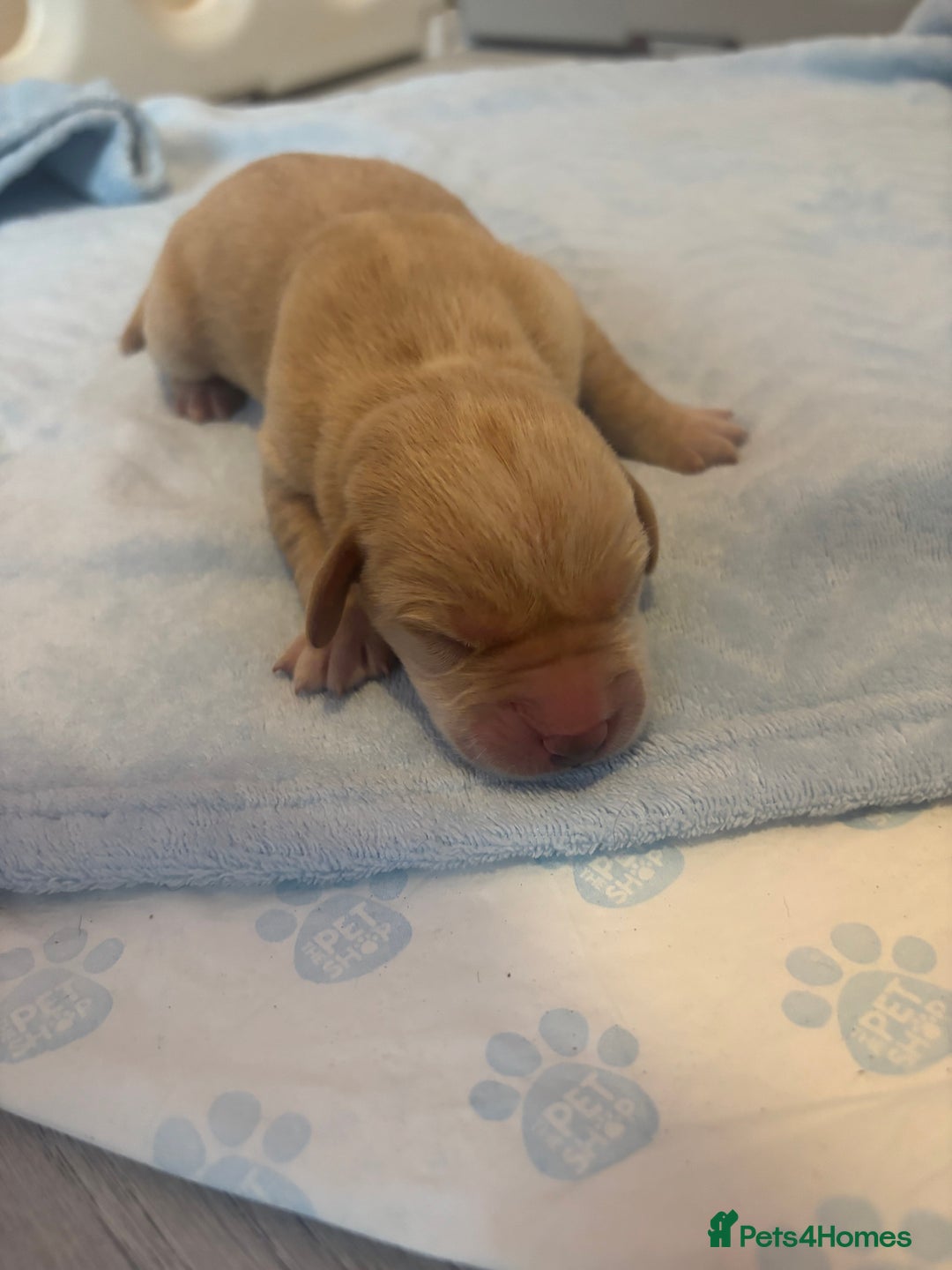 Labrador Retriever dogs for sale:  Labrador puppies - Image 12