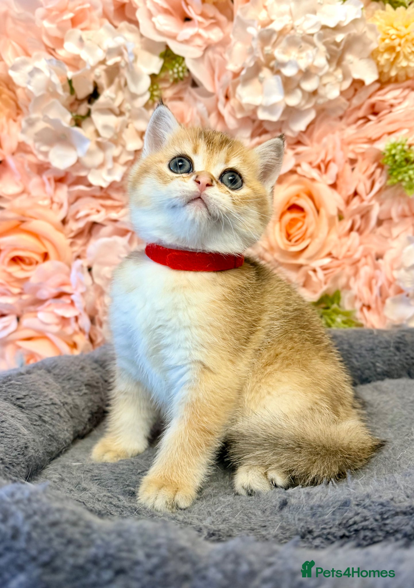 British Shorthair cats Adorable kittens looking for a loving family. - Advert 1