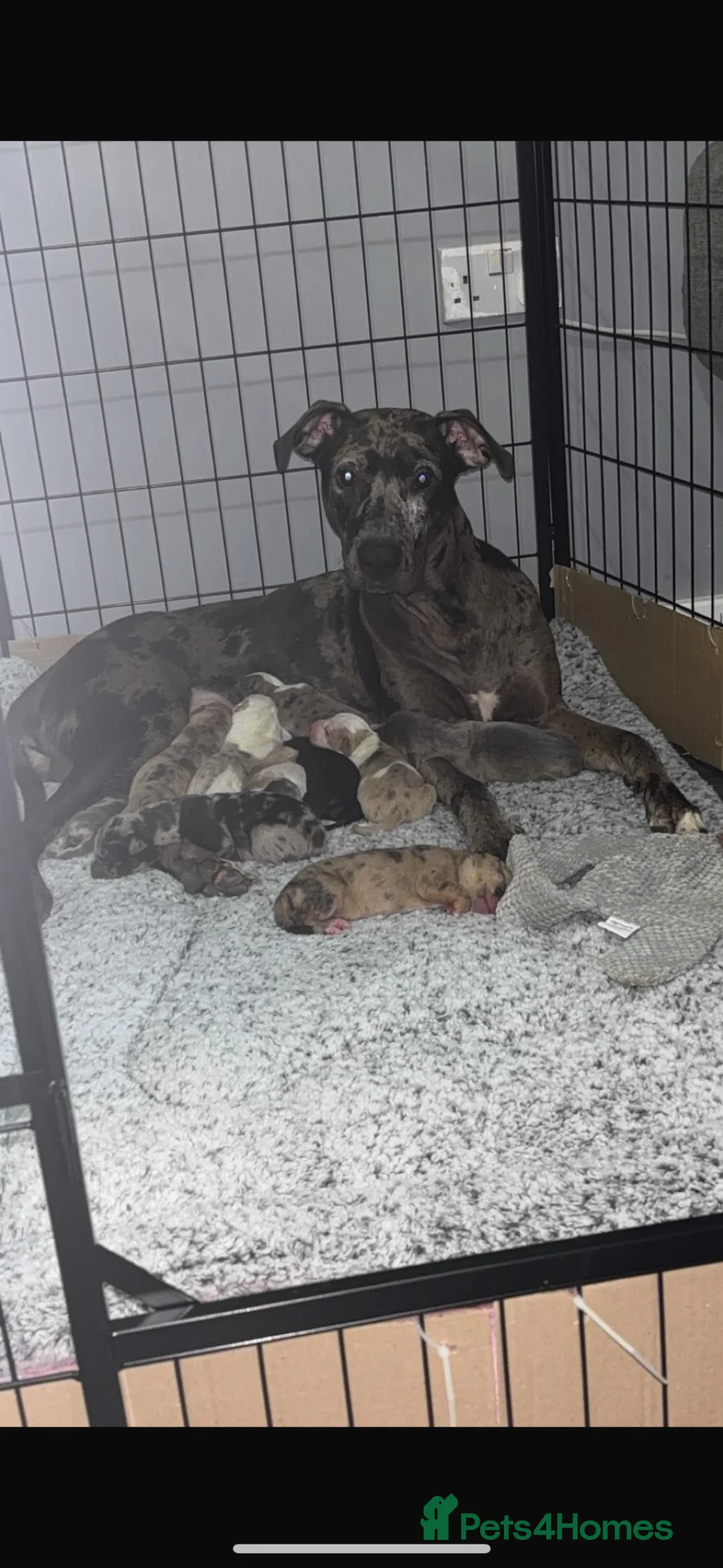 Mixed Breed dogs for sale: Bull lurchers  - Advert 31