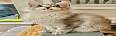Maine Coon 1