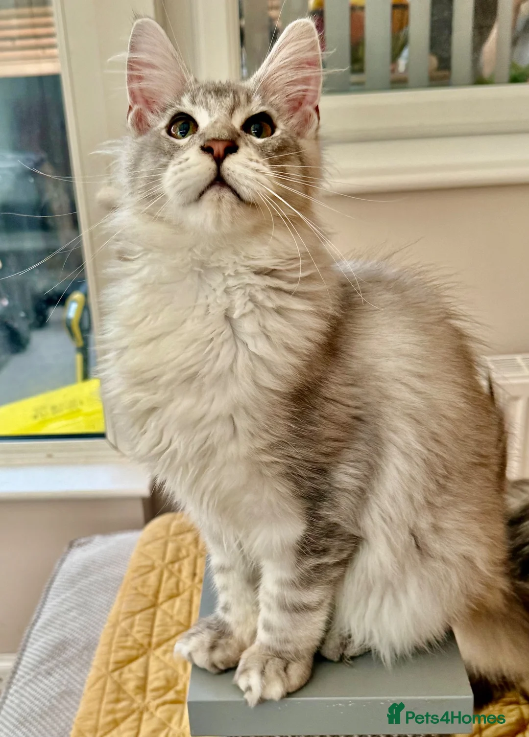 Maine Coon cats for sale: Registered with tica - Advert 16