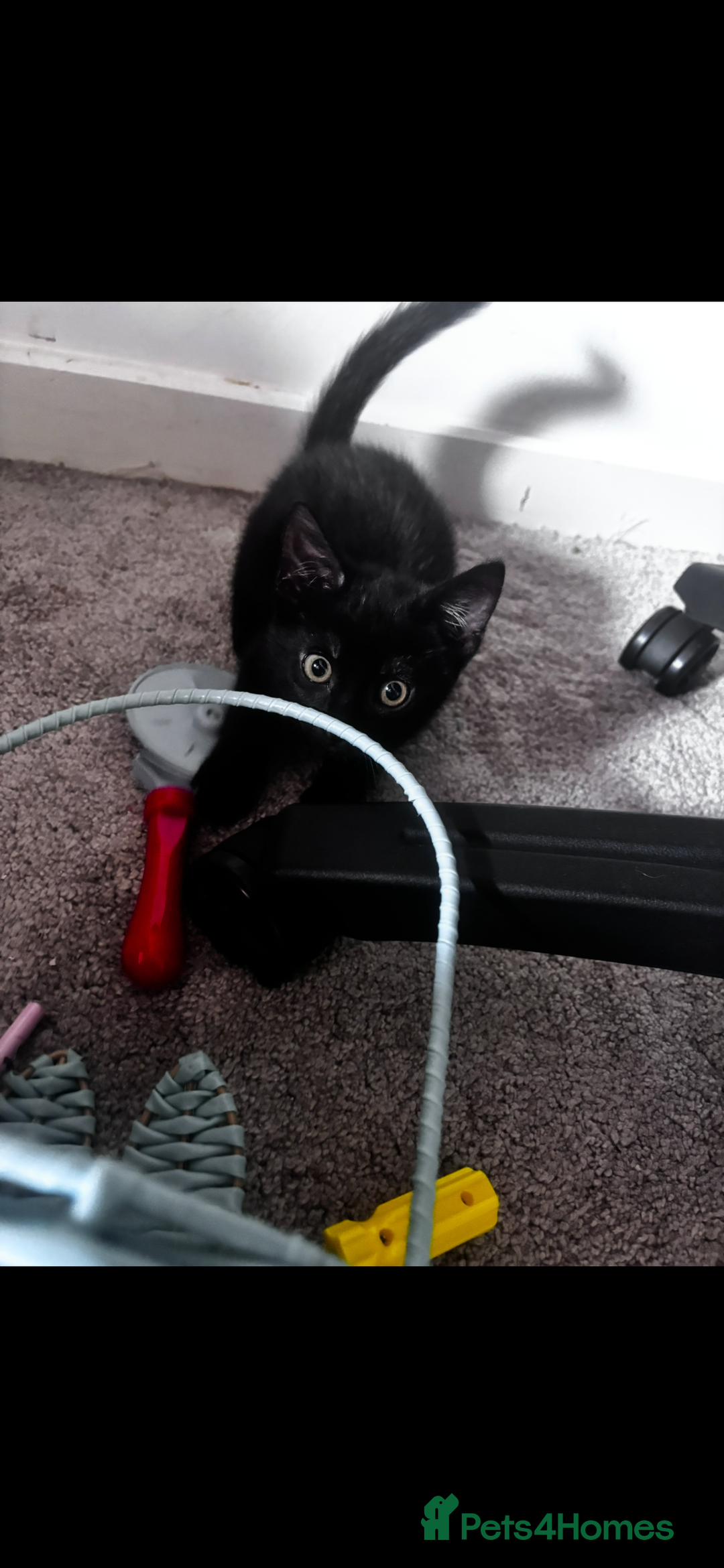 Mixed Breed cats for sale: 2 lovely girl kittens - Image 8