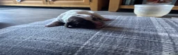 English Springer Spaniel dogs for sale: Miggers  - Advert 6