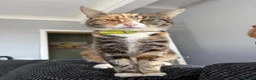 Mixed Breed cats for sale: 6 Beautiful Mixed Breed Kittens  - Advert 8