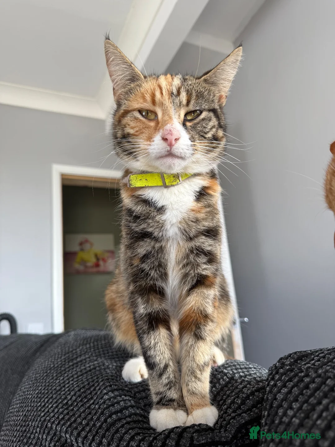 Mixed Breed cats for sale: 6 Beautiful Mixed Breed Kittens  - Advert 8