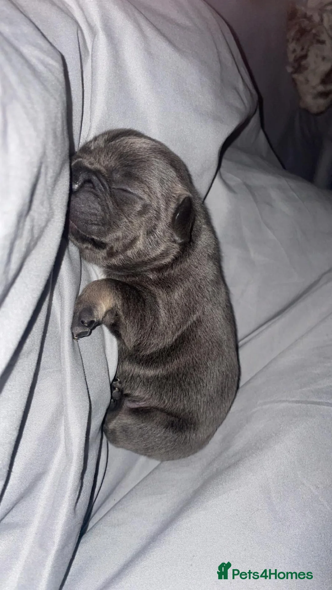 French Bulldog dogs for sale: 3 gorgeous french bulldog puppies - Advert 14