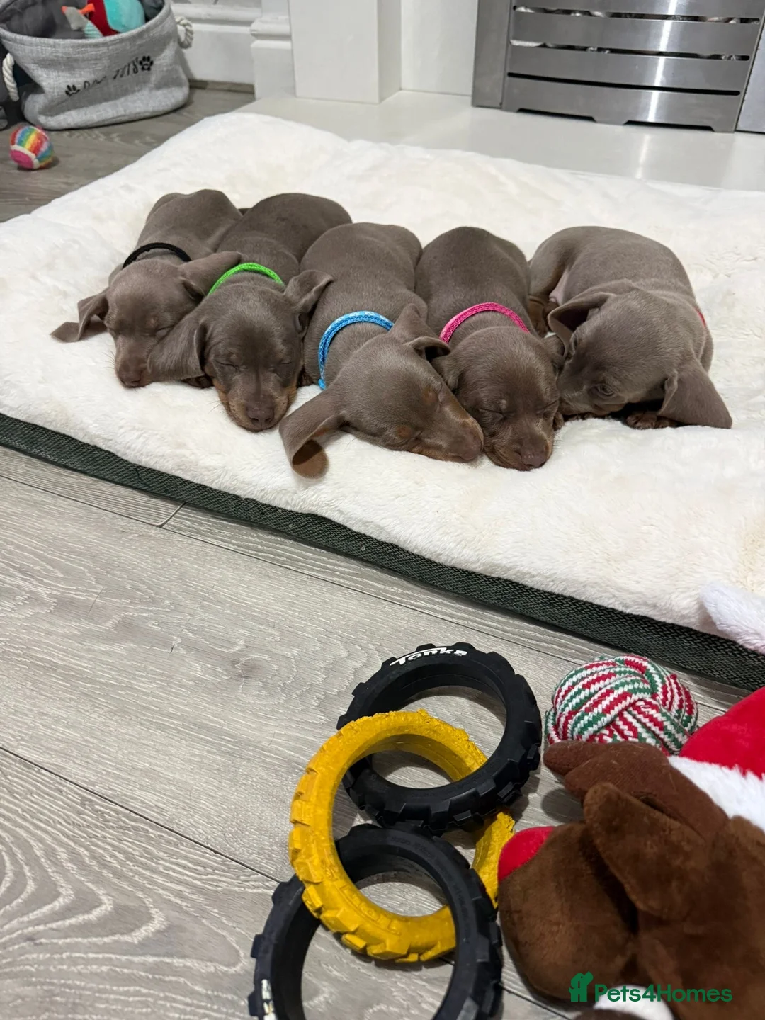 Miniature Dachshund dogs for sale: PRA Clear Miniature Dachshund Puppies  - Advert 12