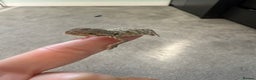 Lizard reptiles for sale: Baby Rankin dragons - Advert 8